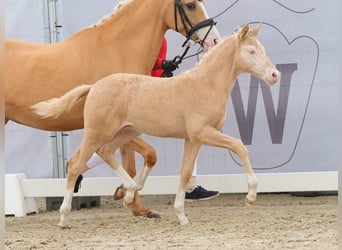 German Riding Pony, Stallion, Foal (02/2024), Cremello