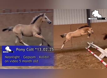 German Riding Pony, Stallion, Foal (02/2025), Cremello
