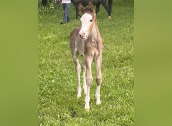 German Riding Pony, Stallion, 