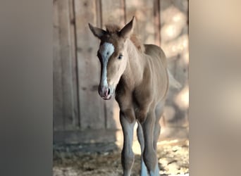 German Riding Pony, Stallion, Foal (05/2026)