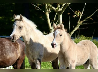 German Riding Pony, Stallion, Foal (03/2026)