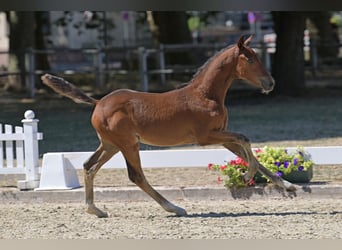 German Riding Pony, Stallion, Foal (05/2026)