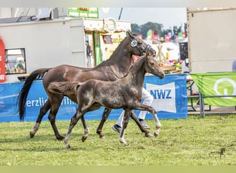 German Riding Pony, Stallion, Foal (05/2023)