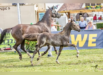 German Riding Pony, Stallion, Foal (05/2023)