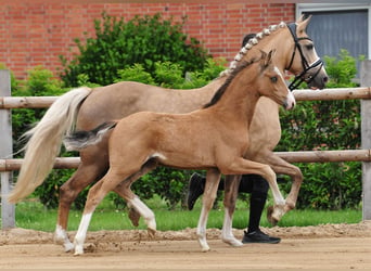 German Riding Pony, Stallion, Foal (03/2026)