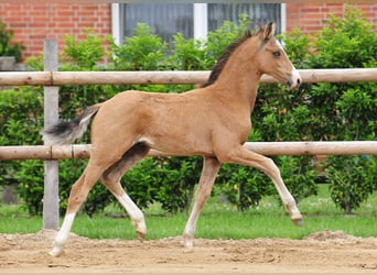 German Riding Pony, Stallion, Foal (03/2026)
