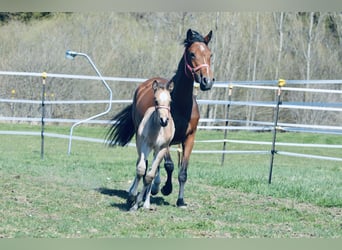 German Riding Pony, Stallion, , Dun