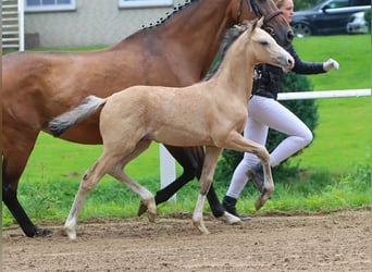 German Riding Pony, Stallion, Foal (04/2024), Dun