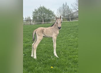 German Riding Pony, Stallion, Foal (03/2026), Dun