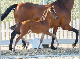 German Riding Pony, Stallion, Foal (07/2026), Dun