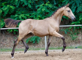 German Riding Pony, Stallion, Foal (03/2024), Dun