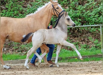 German Riding Pony, Stallion, Foal (03/2024), Dun