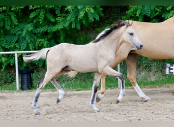 German Riding Pony, Stallion, Foal (03/2026), Dun