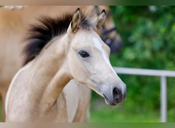 German Riding Pony, Stallion, Foal (03/2026), Dun
