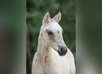German Riding Pony, Stallion, Foal (05/2024), Dun
