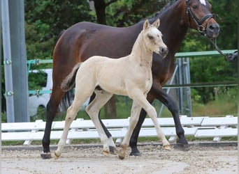 German Riding Pony, Stallion, Foal (05/2024), Dun