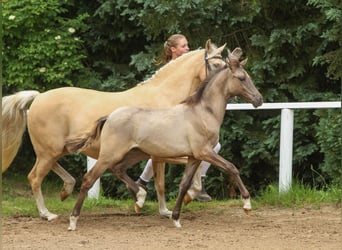 German Riding Pony, Stallion, Foal (01/2024), Dun