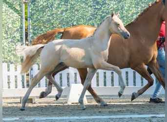 German Riding Pony, Stallion, Foal (05/2026), Dunalino