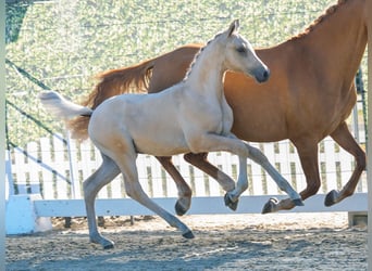 German Riding Pony, Stallion, Foal (05/2026), Dunalino