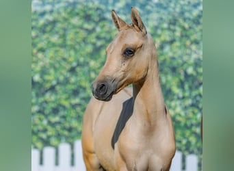 German Riding Pony, Stallion, Foal (05/2026), Dunalino