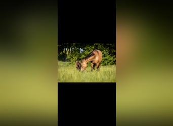 German Riding Pony, Stallion, , Grullo