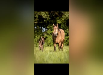 German Riding Pony, Stallion, , Grullo