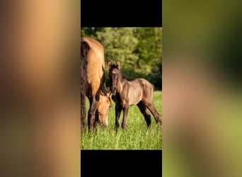 German Riding Pony, Stallion, , Grullo