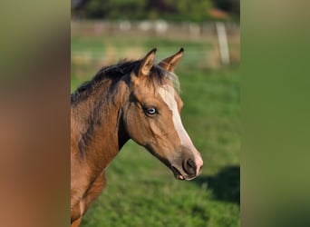 German Riding Pony, Stallion, Foal (05/2026), Overo-all-colors