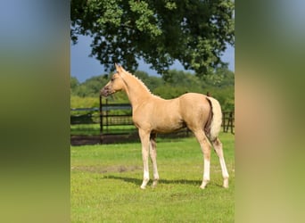 German Riding Pony, Stallion, Foal (05/2024), Palomino