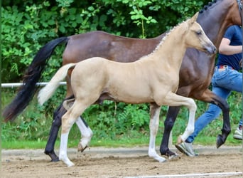 German Riding Pony, Stallion, Foal (05/2024), Palomino