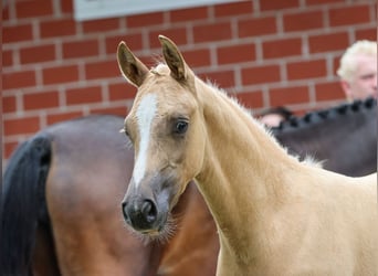 German Riding Pony, Stallion, Foal (05/2024), Palomino