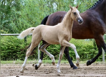 German Riding Pony, Stallion, Foal (05/2024), Palomino