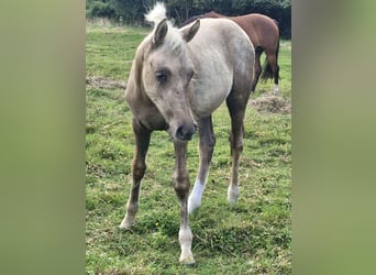 German Riding Pony, Stallion, Foal (04/2026), Palomino