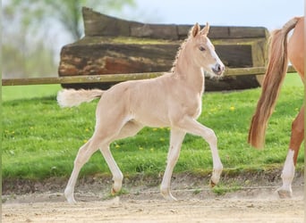 German Riding Pony, Stallion, Foal (03/2024), Palomino
