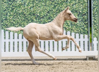 German Riding Pony, Stallion, Foal (03/2026), Palomino