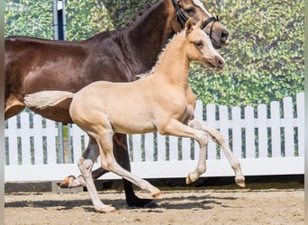 German Riding Pony, Stallion, Foal (04/2026), Palomino