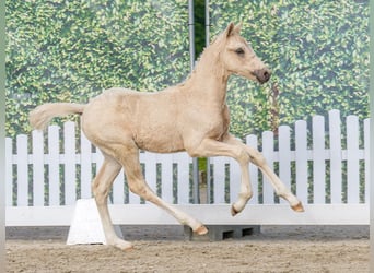 German Riding Pony, Stallion, Foal (03/2026), Palomino