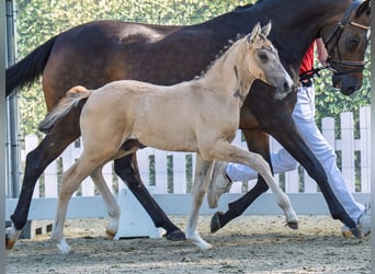 German Riding Pony, Stallion, Foal (05/2025), Palomino