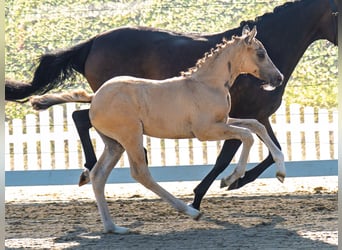 German Riding Pony, Stallion, Foal (05/2025), Palomino