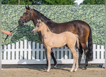 German Riding Pony, Stallion, Foal (05/2025), Palomino