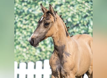 German Riding Pony, Stallion, Foal (05/2025), Palomino