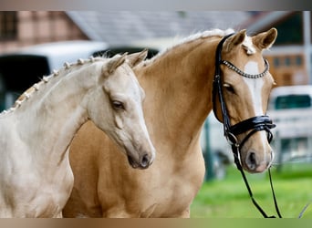 German Riding Pony, Stallion, Foal (03/2026), Palomino