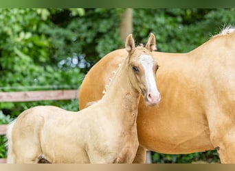 German Riding Pony, Stallion, , Palomino