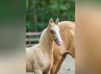 German Riding Pony, Stallion, , Palomino