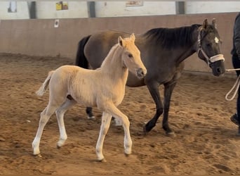 German Riding Pony, Stallion, Foal (03/2026), Palomino