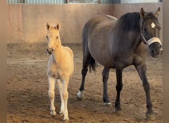 German Riding Pony, Stallion, Foal (03/2026), Palomino