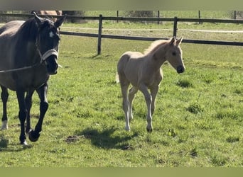 German Riding Pony, Stallion, Foal (01/2026), Palomino