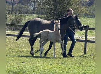 German Riding Pony, Stallion, Foal (01/2026), Palomino