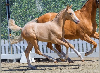 German Riding Pony, Stallion, Foal (04/2026), Palomino