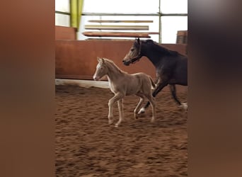 German Riding Pony, Stallion, Foal (03/2024), Perlino